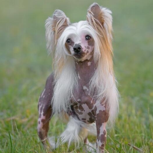 Chinese crested sale poodle